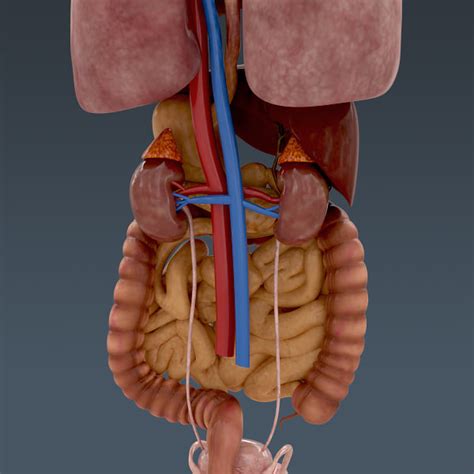 Male Internal Organs Male Anatomy Of The Body Human Organs Diagram
