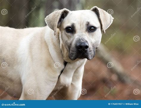 Timid Hound Black Mouth Cur Mix Breed Mutt Dog Stock Image Image Of
