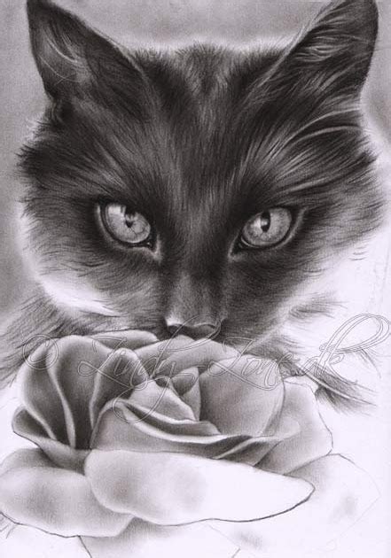 Zindyzone Blog Kitten With Rose Drawing In Progress