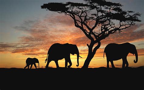 1284x2778px Free Download Hd Wallpaper African Savanna Elephants