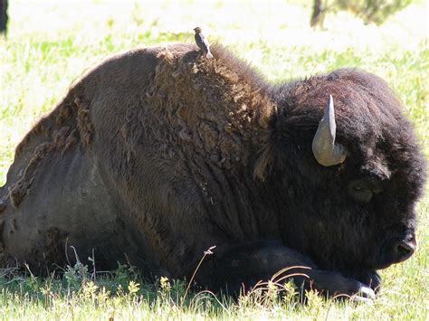 Yellowstone Buffalo Ohtheplacesde