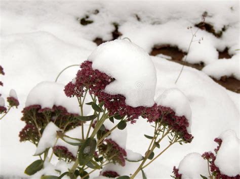 Fleurs Sous La Neige Blanche En Hiver Photo Stock Image Du Flore