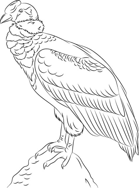Desenhos De Um Condor Para Colorir E Imprimir Colorironline Com