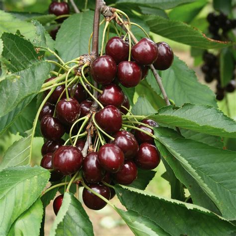 Cherry 'Lapins' - Hello Hello Plants & Garden Supplies