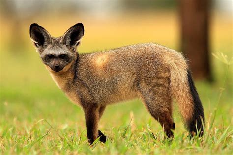 Bat Eared Fox In Serengeti