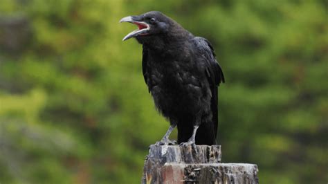 What Do Crows Eat A Comprehensive Guide Birdwatching Nation