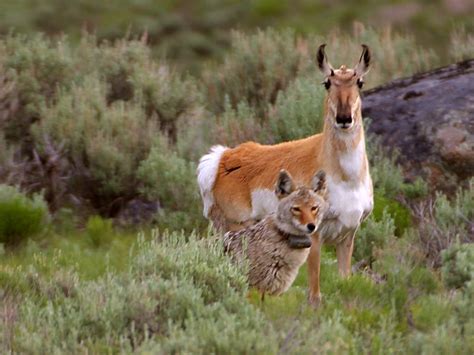 Yellowstone National Park Animals