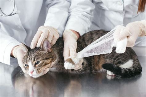 A Guide To Cat Wound Care Phoenix Vets
