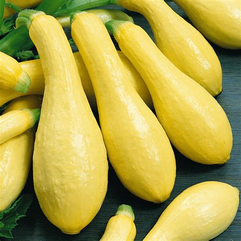 We did not find results for: 40 Cocozelle Summer Squash Seeds Everwilde Farms Mylar ...