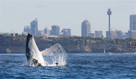 Sydney Whale Watching By Helicopter Australian Traveller