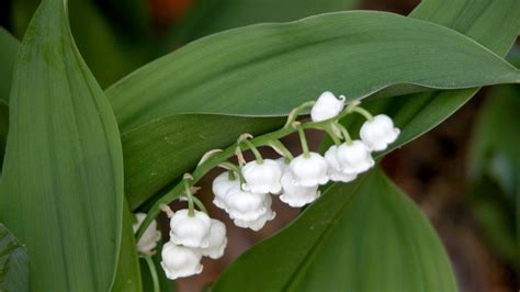Maybe you would like to learn more about one of these? Poisonous and deadly plants of North Carolina | Durham ...