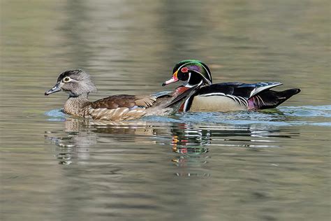 Wood Duck Pair In Spring Photograph By Morris Finkelstein