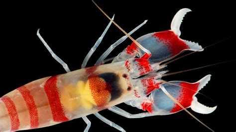 Snapping Shrimp Close Their Claws So Quickly They Create Shock Waves