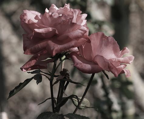 Ingyenes Háttérképek Rózsák Virág Fleur Rózsa Közelkép Szirmok
