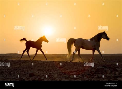 Arabian Horse And Foal Sunset Stock Photo Alamy