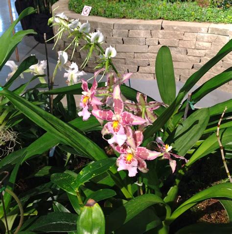 Wsmagnet Orchids As Houseplants Featured The Garden April 20
