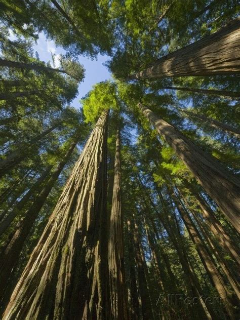 The Coast Redwood Sequoia Sempervirens Is The Tallest Tree In The
