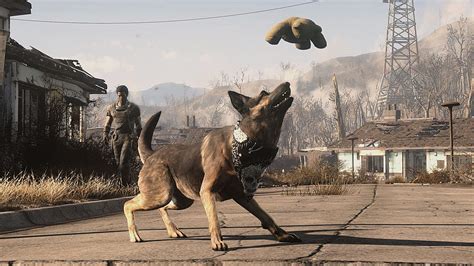 Fallout 4 Nexus Mods And Community Dog Meat Fallout 4 Hd Wallpaper