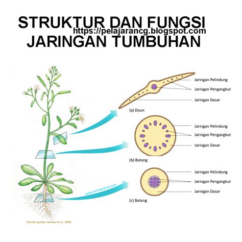 Jaringan Tumbuhan Kelas Homecare