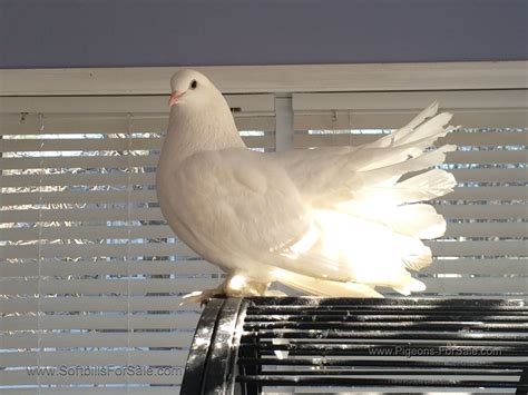 Indian Fantail Pigeons For Sale