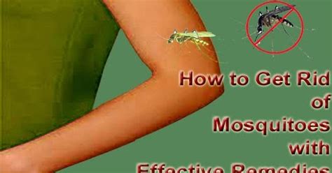 How To Get Rid Of Mosquitoes With Effective Remedies Arbkan