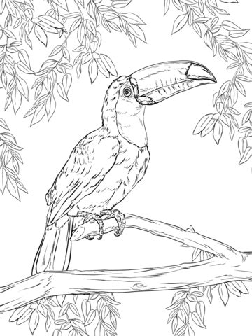 Free printable toucan coloring page and a colored toucan picture to use for various animal themed crafts and learning activities. Toco Toucan coloring page | Free Printable Coloring Pages