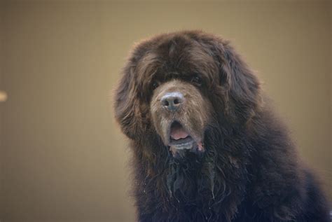 Top 15 Questions Newfoundland Dog Owners Get Asked My Brown Newfies