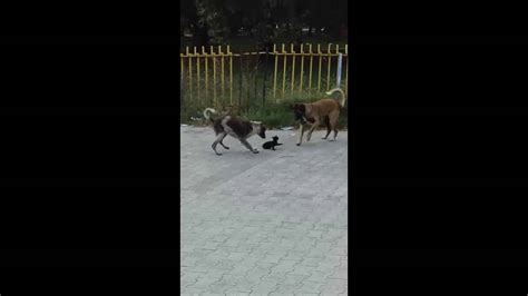 Two Dogs Attacking A Cute Cat Dont Watch This If You Have Weak Heart