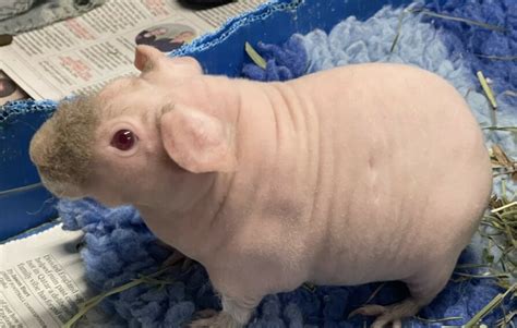 Introducing Our New Skinny Pigs Barleylands