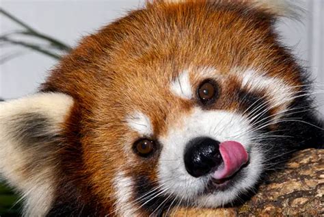 Three Fun Facts About The Red Panda Best Games Walkthrough