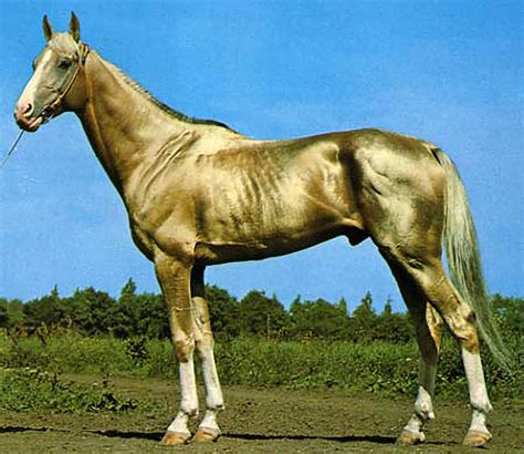 The Akhal Teke Golden Horse Of Turkmenistan Rdamnthatsinteresting