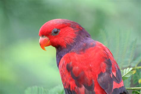 Jurong Bird Park Singapore 051 The Red Bird At Jurong Bir Flickr