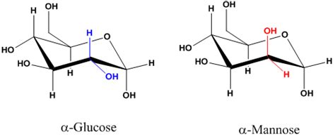 Solved Mannose Has The Same Molecular Formula As Glucose And T