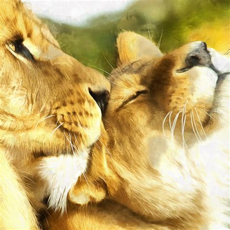 Lion Kissing Lioness Print On Canvas Lions In Love Poster Etsy
