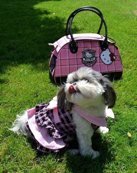 The hello kitty meal carrier can easily fit a pack of fries and a drink. Hello Kitty Pet Ruffle Dress & Pet Carrier | Kitty, Pets ...