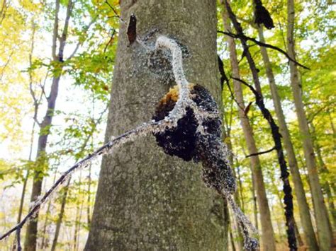 Is It Beech Bark Disease Msu Extension