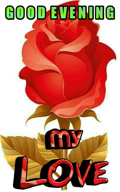 A Red Rose With The Words Good Evening My Love