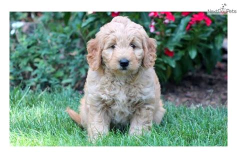 Fully ofa /dna certified champion parents from europe, america and australia. F2 goldendoodle puppies for sale near me