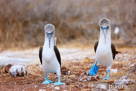 Sticker Blue Footed Booby Mating Dance Pixers Net Au My XXX Hot Girl