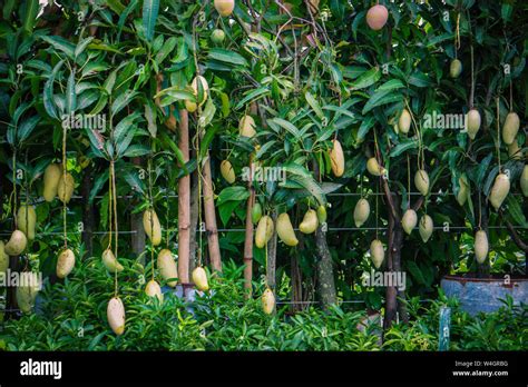 Mango Tree Garden