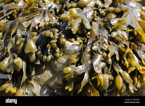 Close Up Of Spiral Wrack Seaweed Fucus Spiralis Growing On A Beach