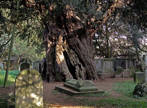 Surrey Ancient Yew Tree Trees To Plant Ancient Yew