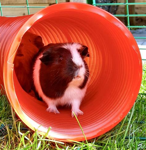 Crested Guinea Pigs Crested For Sale