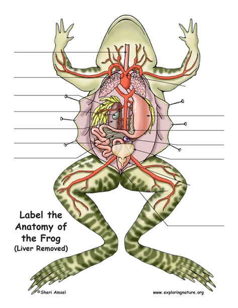 Frog Anatomy Under The Liver