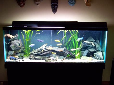 Cichlid Tank Design Fish Tank Design Fish Aquarium Decorations Fish