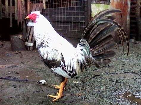 Cara memasang pisau sabung di kaki ayam aduan. Ayam Laga Philipina Ayam Petarung Handal Sabung Ayam Taji ...
