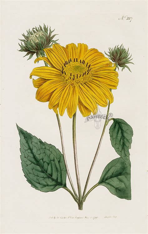 William Curtis Botanical Magazine Antique Prints 1787 1839