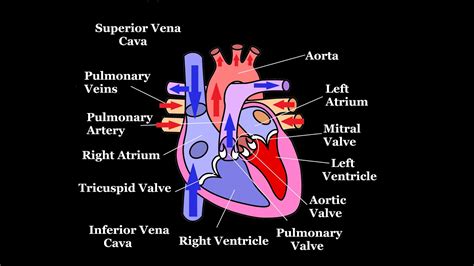 Blood flows from your right atrium into your right ventricle through the open tricuspid valve. Blood Flow Through the Heart - YouTube