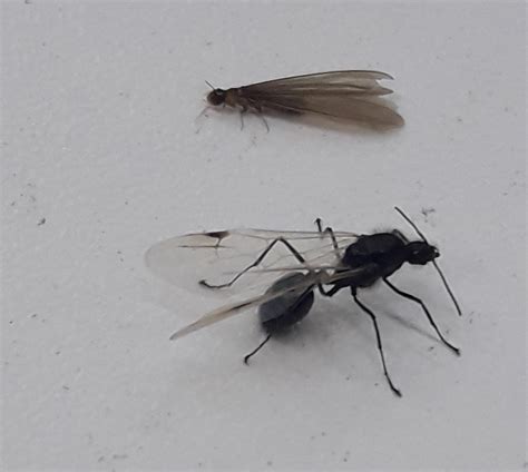Rainy Weather Triggers Thousands Of Flying Ants To Swarm Israeli Streets