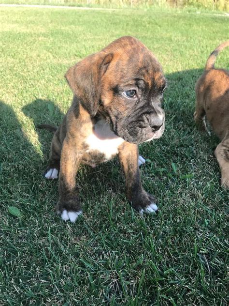 This breed's name was supposedly derived from the boxing motion they made with their front paws. Boxer Puppies For Sale | Philadelphia, PA #249116